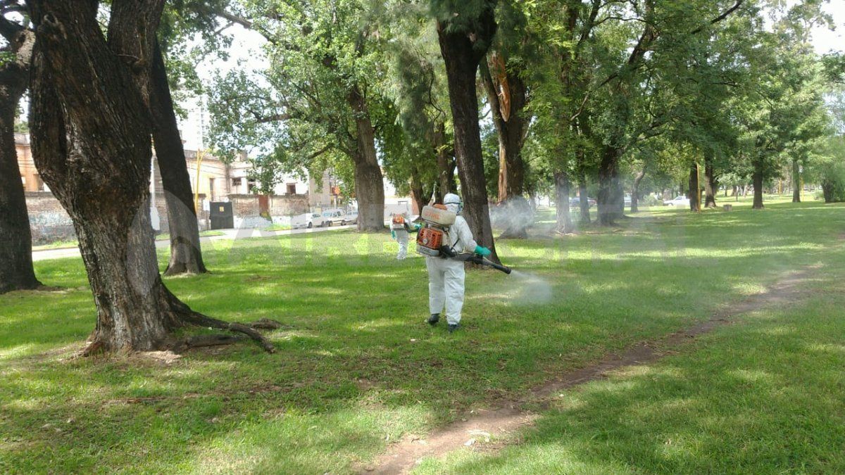 La fumigación no es suficiente para eliminar el mosquito.