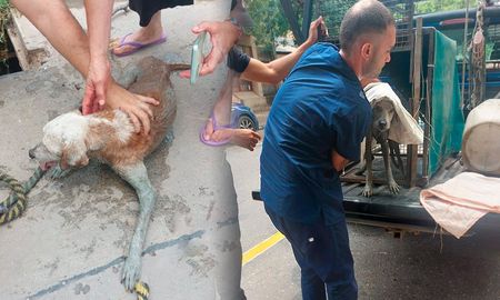El rescate del animal se produjo en la intersección de Monseñor Rodríguez y Venezuela, al norte de la ciudad de Santa Fe. El rescate del animal se produjo en la intersección de Monseñor Rodríguez y Venezuela, al norte de la ciudad de Santa Fe.