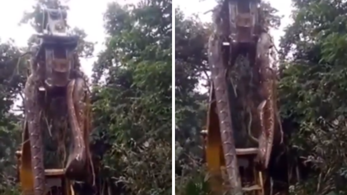 Encontraron a una anaconda gigante de 10 metros de largo en Brasil.