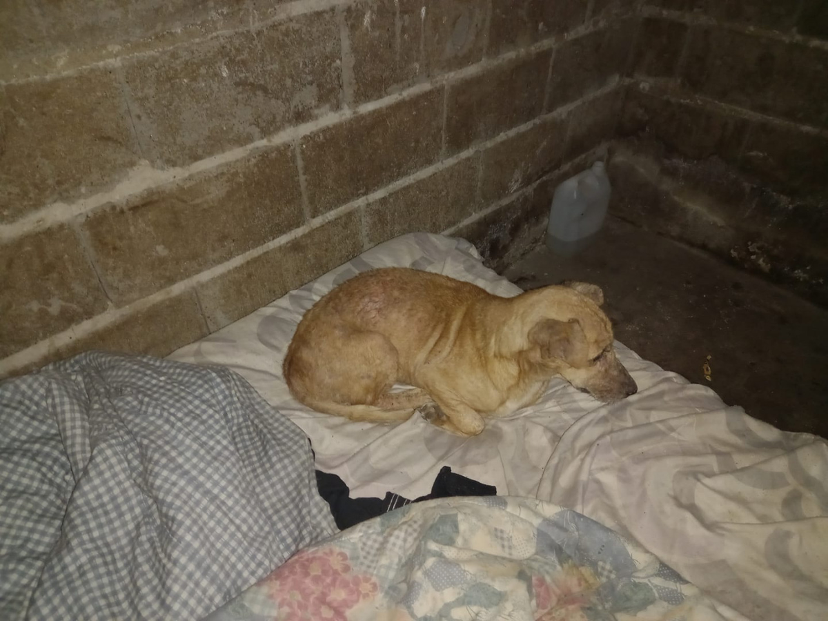 El perrito que acompañaba a la niña estaba famelico. El perrito que acompañaba a la niña estaba famelico.