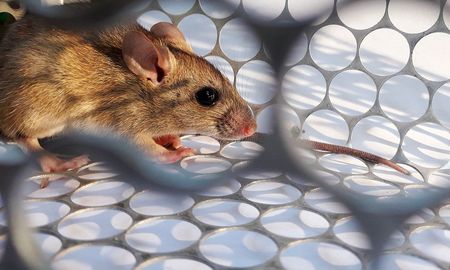 El Ministerio de Salud confirmó que el joven de 15 años de Florencia murió a raíz de hantavirus. El Ministerio de Salud confirmó que el joven de 15 años de Florencia murió a raíz de hantavirus.