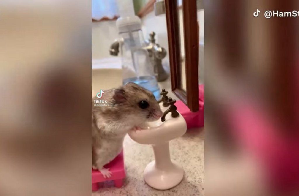 Video viral: hámster se limpia en un baño miniatura y se vuelve furor en las redes sociales.