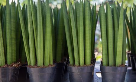 La forma tubular de la Sansevieria cilíndrica aporta un aire moderno y arquitectónico a cualquier rincón del hogar. La forma tubular de la Sansevieria cilíndrica aporta un aire moderno y arquitectónico a cualquier rincón del hogar.