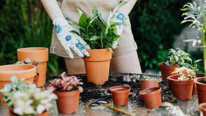 Las plantas que tenés que sembrar en mayo para llenar de flores tu jardín en invierno