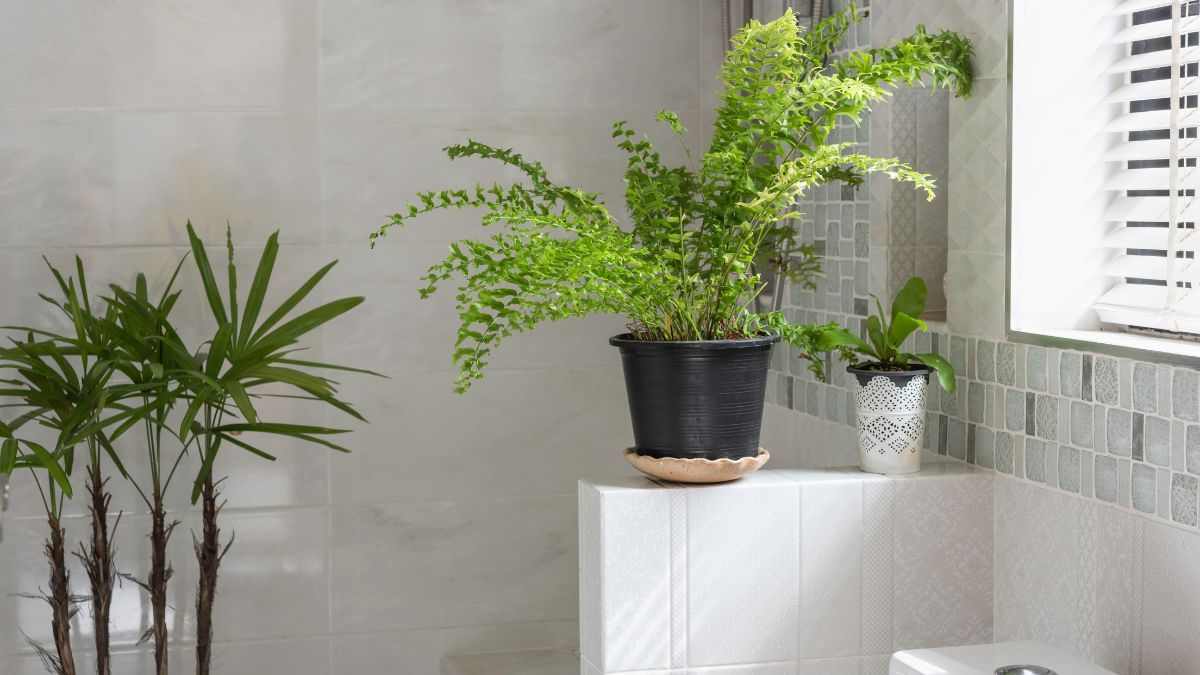 Esta planta requiere riegos espaciados y sustrato con buen drenaje.