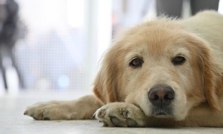 El Hospital Animal Municipal de Rosario atendió a 700 perros y 400 gatos en 15 días. El Hospital Animal Municipal de Rosario atendió a 700 perros y 400 gatos en 15 días.
