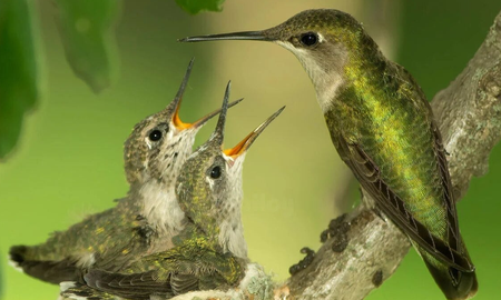En qué momento los colibrís abandonan su nido En qué momento los colibrís abandonan su nido