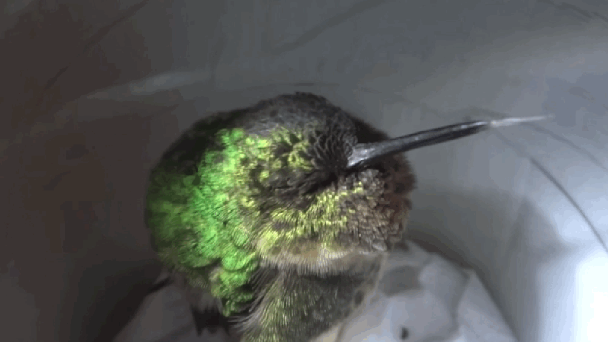 Cuándo duerme el colibrí