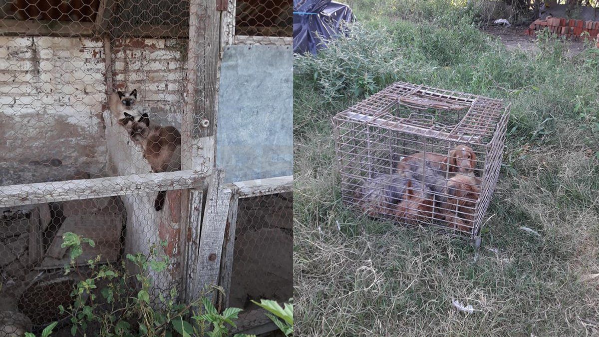 Los animales se encontraban hacinados en jaulas, sin agua y alimentados a comida para pollos. 