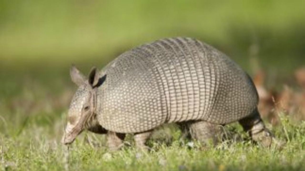 Día internacional del armadillo ¿por qué se conmemora el 13 de agosto?