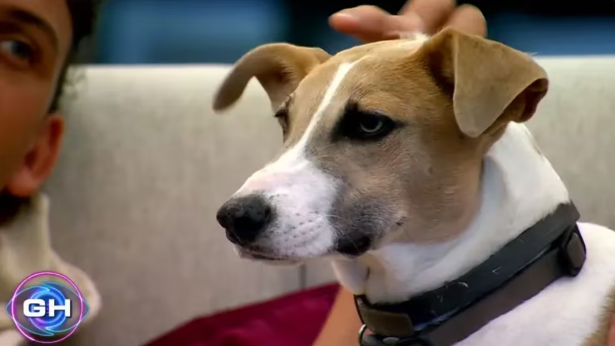 El perro Arturo atacó a una participante de Gran Hermano.