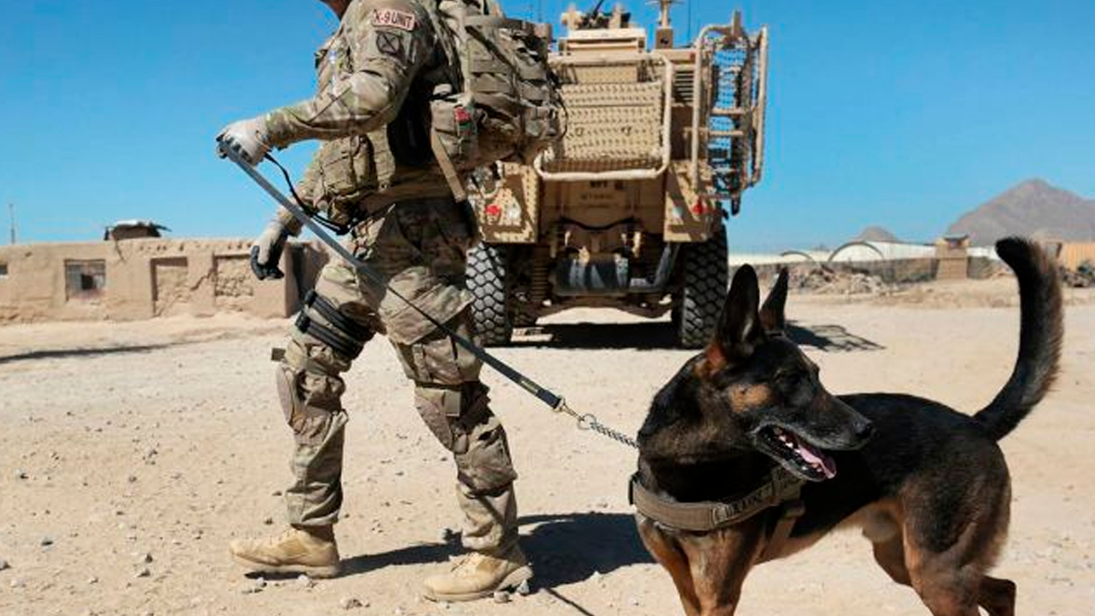 “Las fotos que circulan no son de perros de trabajo militares”
