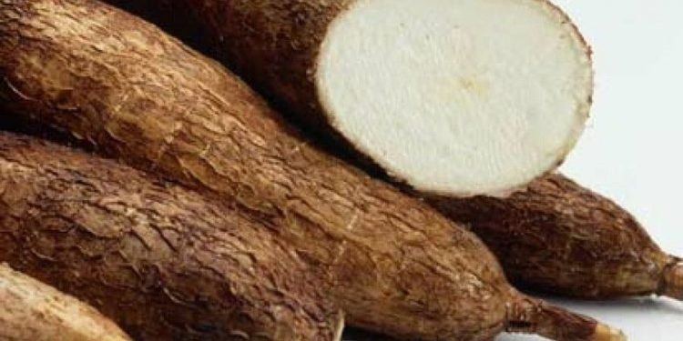 Ni al horno ni salteada: cuál es la mejor forma de cocinar mandioca y que mantenga sus nutrientes Ni al horno ni salteada: cuál es la mejor forma de cocinar mandioca y que mantenga sus nutrientes