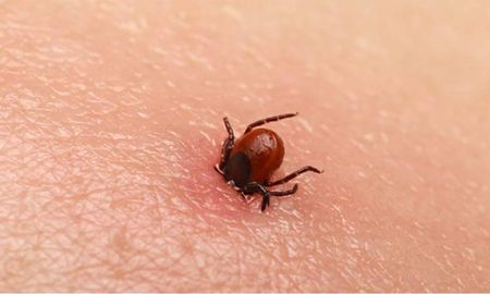 china: al menos 7 muertos y 60 contagios por un virus transmitido por la garrapata china: al menos 7 muertos y 60 contagios por un virus transmitido por la garrapata