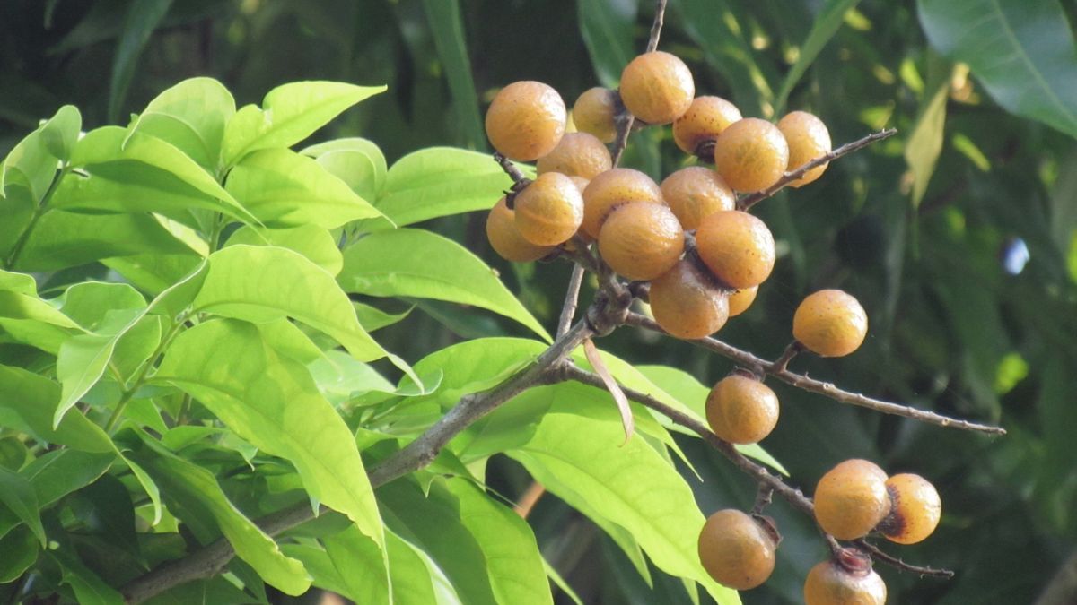 El arbol conocido como saponaria