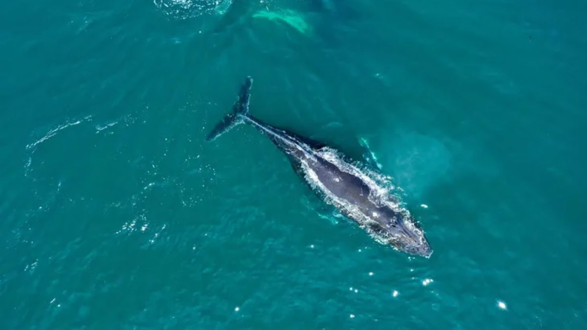 A lo largo de sus más de 60 islas e islotes, se pueden observar diferentes especies protegidas por el parque.
