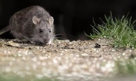 Aire de Santa Fe | hantavirus.jpg