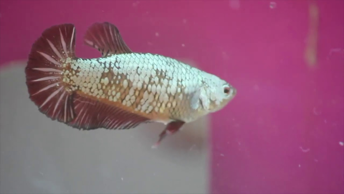 La guanina, extraída de las escamas de algunos peces, se utiliza para dar iridiscencia a diferentes productos de maquillaje, como labiales y esmaltes de uñas. La guanina, extraída de las escamas de algunos peces, se utiliza para dar iridiscencia a diferentes productos de maquillaje, como labiales y esmaltes de uñas.