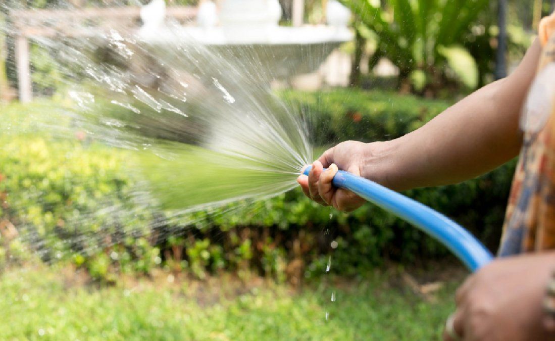 En qué momento regar las plantas en invierno