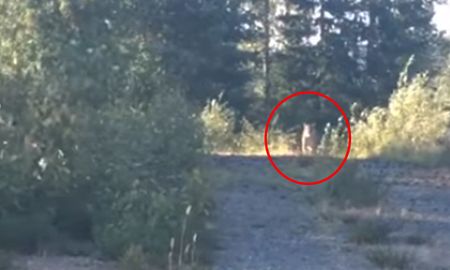 video: una mujer se salva de ser atacada por un puma gracias a una cancion de metallica video: una mujer se salva de ser atacada por un puma gracias a una cancion de metallica