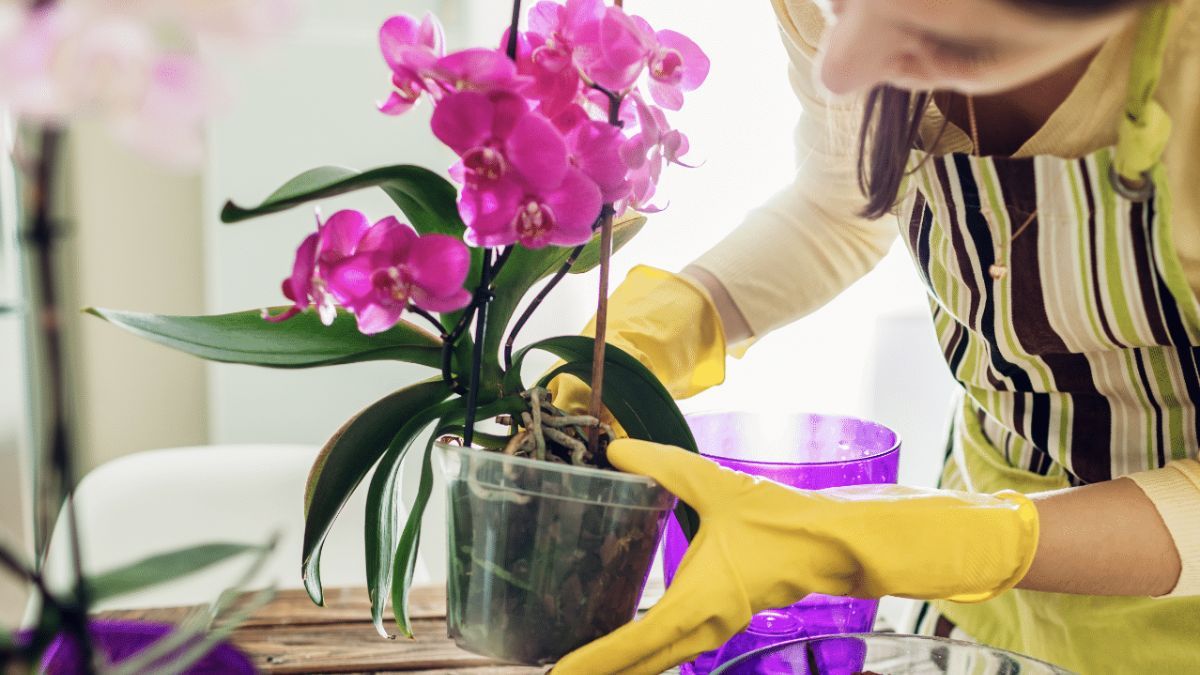 La luz correcta define si una orquídea florece o se debilita.