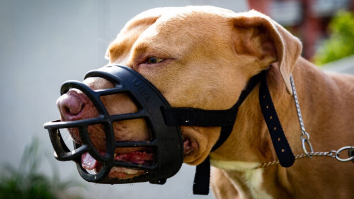 Registro de propietarios de perros potencialmente peligrosos en Santa Fe: el valor de las multas y la importancia de los seguros para animales.