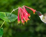 Si querés atraer colibríes al jardín, esta planta puede florecer durante meses.