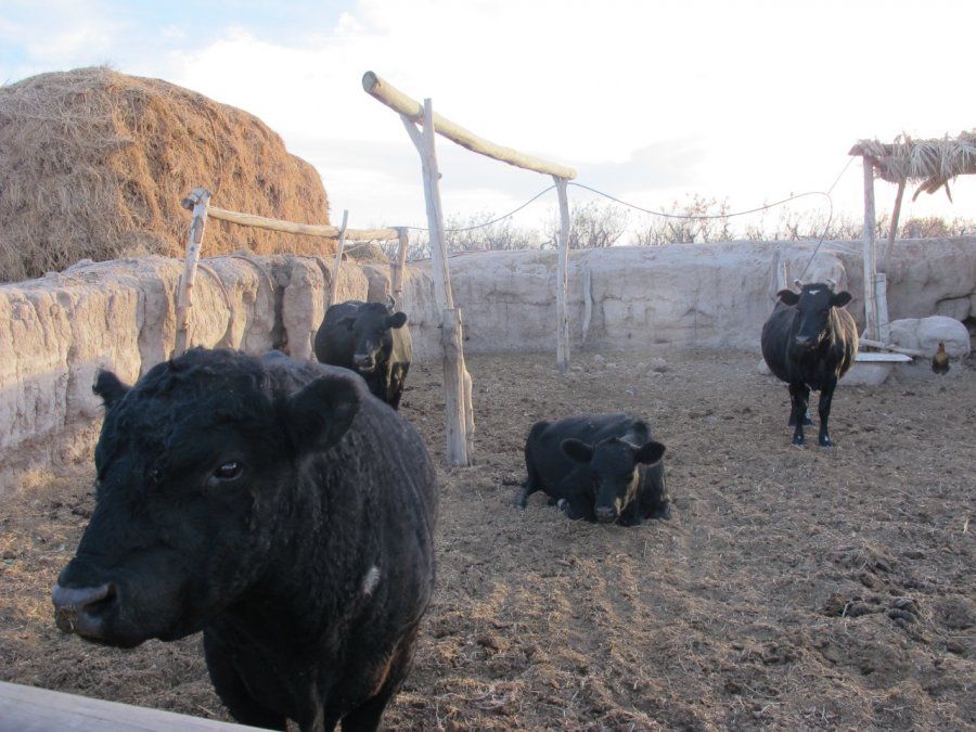 El trabajo de diagnóstico de brucelosis en los rodeos resulta fundamental para un mejoramiento de la producción