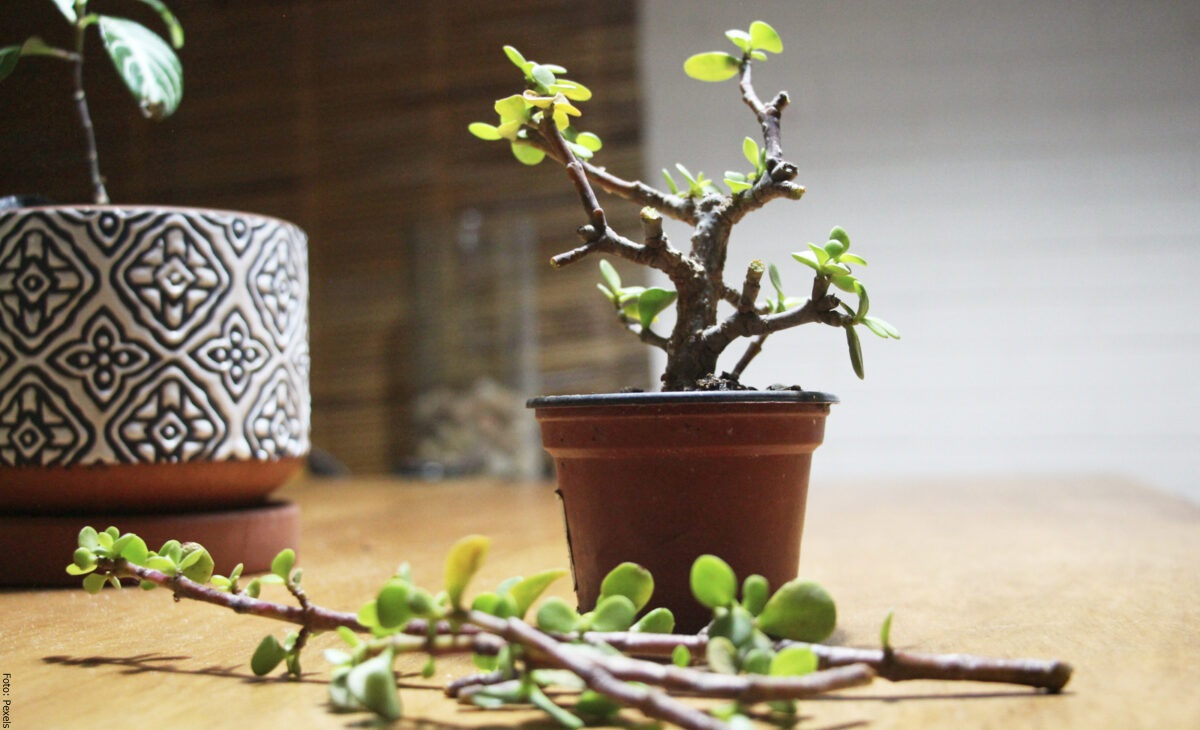 El árbol de la abundancia