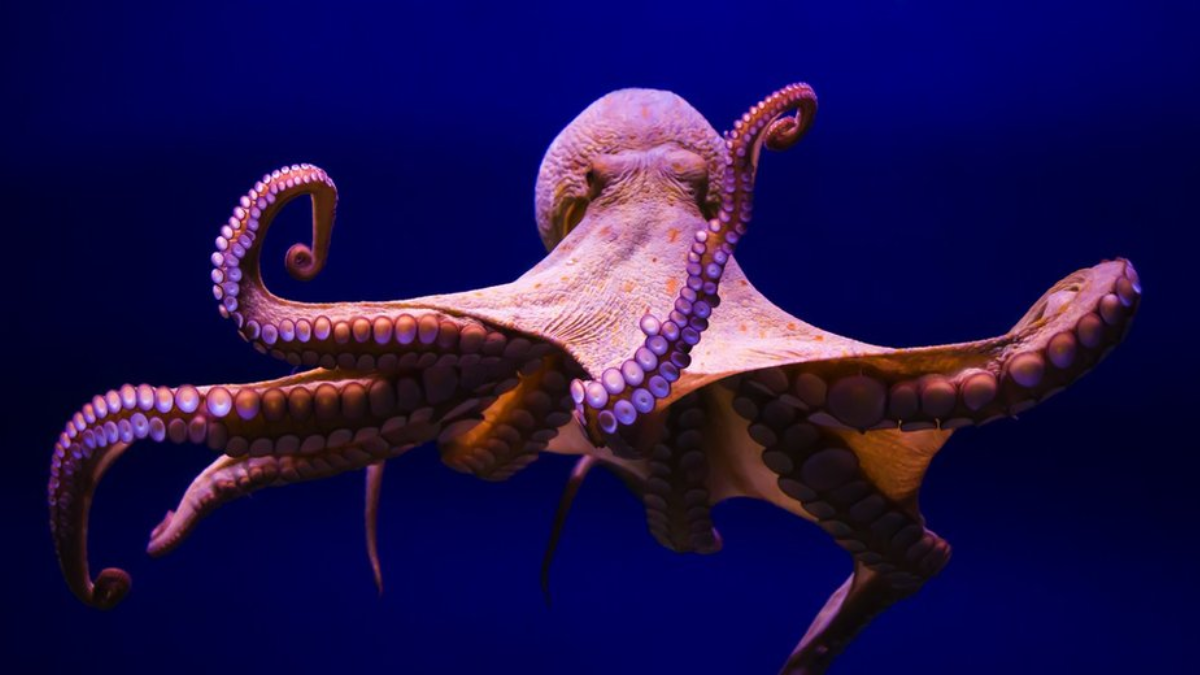 Agnetha, el pulpo gigante que inspiró la historia de Criaturas luminosas en Netflix. Agnetha, el pulpo gigante que inspiró la historia de Criaturas luminosas en Netflix.