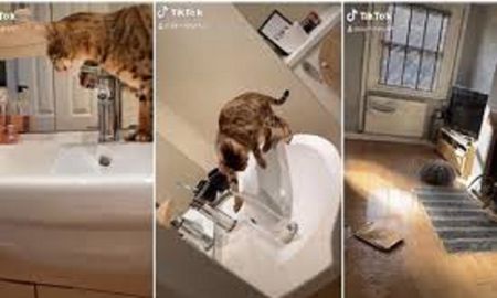 Viral: gata inundó la casa de su dueña. Viral: gata inundó la casa de su dueña.
