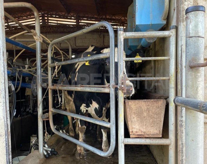 El domingo a la madrugada entraron a robar al tambo de una familia entre Grutly y Hipatia a la vera de la ruta 68 departamento Las Colonias