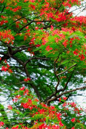 Antes de que aparezcan las hojas, este árbol se cubre de flores rosas y se roba todas las miradas. Antes de que aparezcan las hojas, este árbol se cubre de flores rosas y se roba todas las miradas.