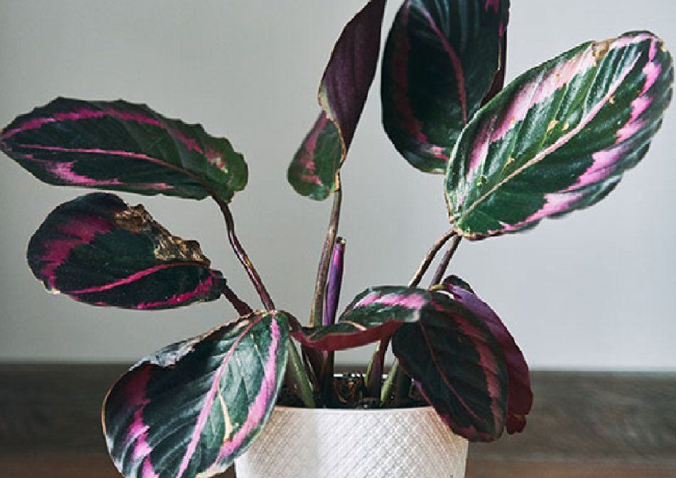 Planta de interior&nbsp;decorativa&nbsp;