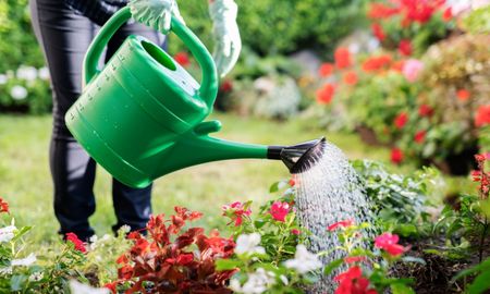Esta planta crece rápido, requiere pocos cuidados y llena el jardín de color en primavera. Esta planta crece rápido, requiere pocos cuidados y llena el jardín de color en primavera.