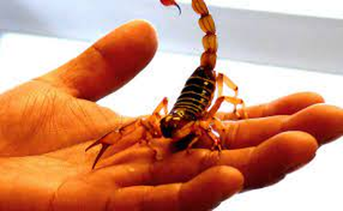 Repelente casero para ahuyentar alacranes