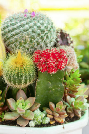 Muchas suculentas pueden dar flores espectaculares si reciben estos cuidados. Muchas suculentas pueden dar flores espectaculares si reciben estos cuidados.