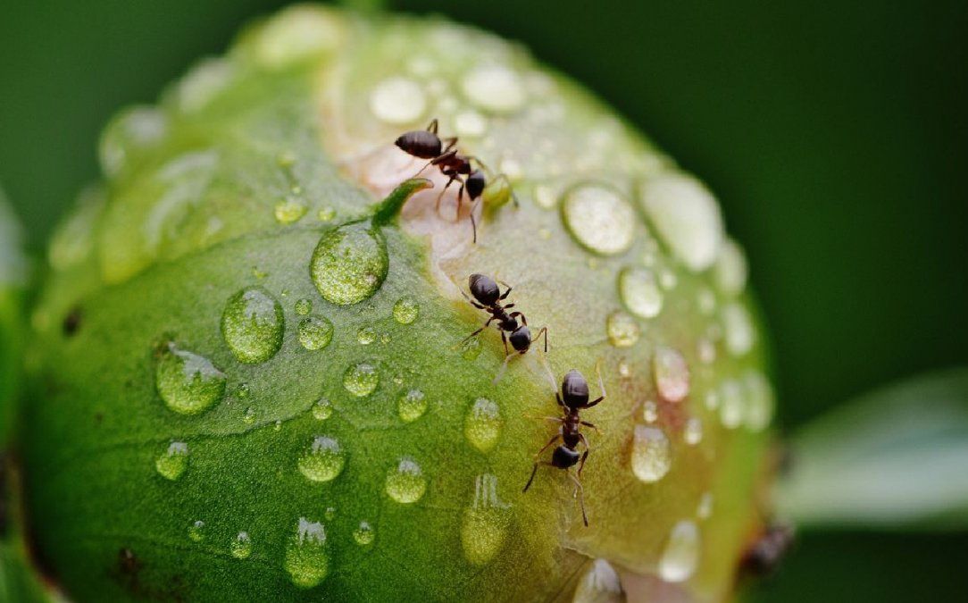 Usalo para terminar con las hormigas