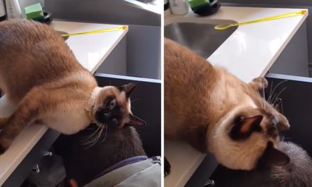 Su gata quedó enamorada del plomero y su reacción emociono a todos Su gata quedó enamorada del plomero y su reacción emociono a todos