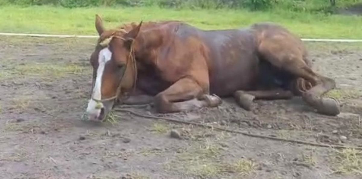 Uboldi aclaró que “es una enfermedad que puede transmitirse infrecuentemente de los animales al hombre”.