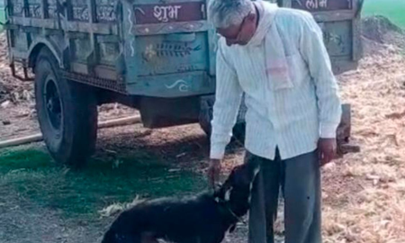 Decepcionado de sus hijos, un hombre le dejó la herencia a su perro: Él me quiere más Decepcionado de sus hijos, un hombre le dejó la herencia a su perro: Él me quiere más