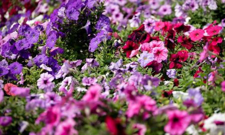 Tres plantas ideales para llenar de color tu hogar en octubre. Tres plantas ideales para llenar de color tu hogar en octubre.