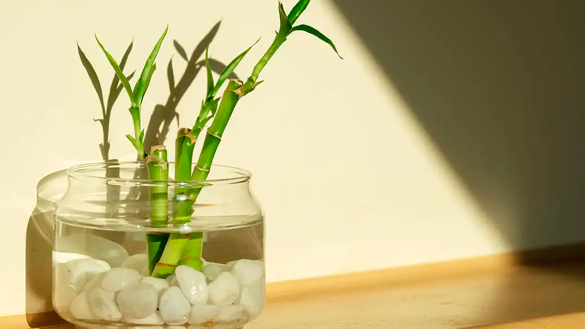 El bambú es uno de los elementos más recomendados en dicha disciplina