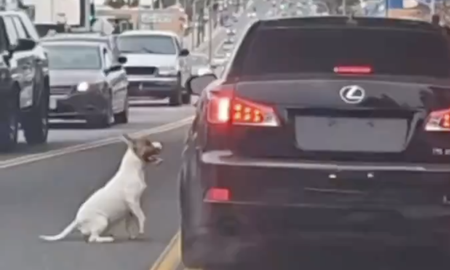 Crueldad al extermo: un perro fue arrojado desde un auto y corrió desesperado para que su dueño no lo abandone Crueldad al extermo: un perro fue arrojado desde un auto y corrió desesperado para que su dueño no lo abandone
