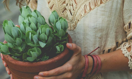 Plantas que tenes que tener si vivís en un departamento chico. Plantas que tenes que tener si vivís en un departamento chico.