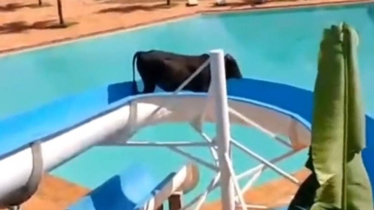 Un buey se escapó de un matadero y lo captaron divirtiéndose en un tobogán de agua