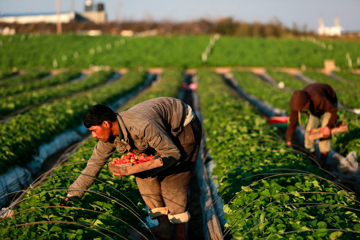Día Mundial de la Agricultura