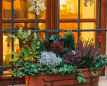 Plantas para balcones. Plantas para balcones.