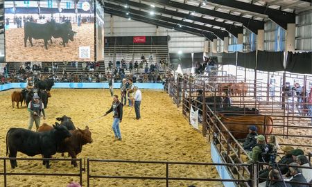 don pedro brillo en corrientes y conquisto el podio de la nacional del ternero brangus don pedro brillo en corrientes y conquisto el podio de la nacional del ternero brangus