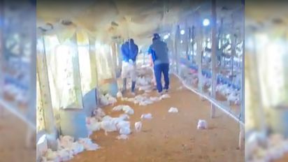 Habló el dueño del criadero de Recreo al que perros le mataron cerca de 3000 pollos: 